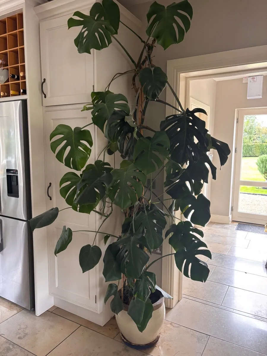 Monstera House plant - Image 2