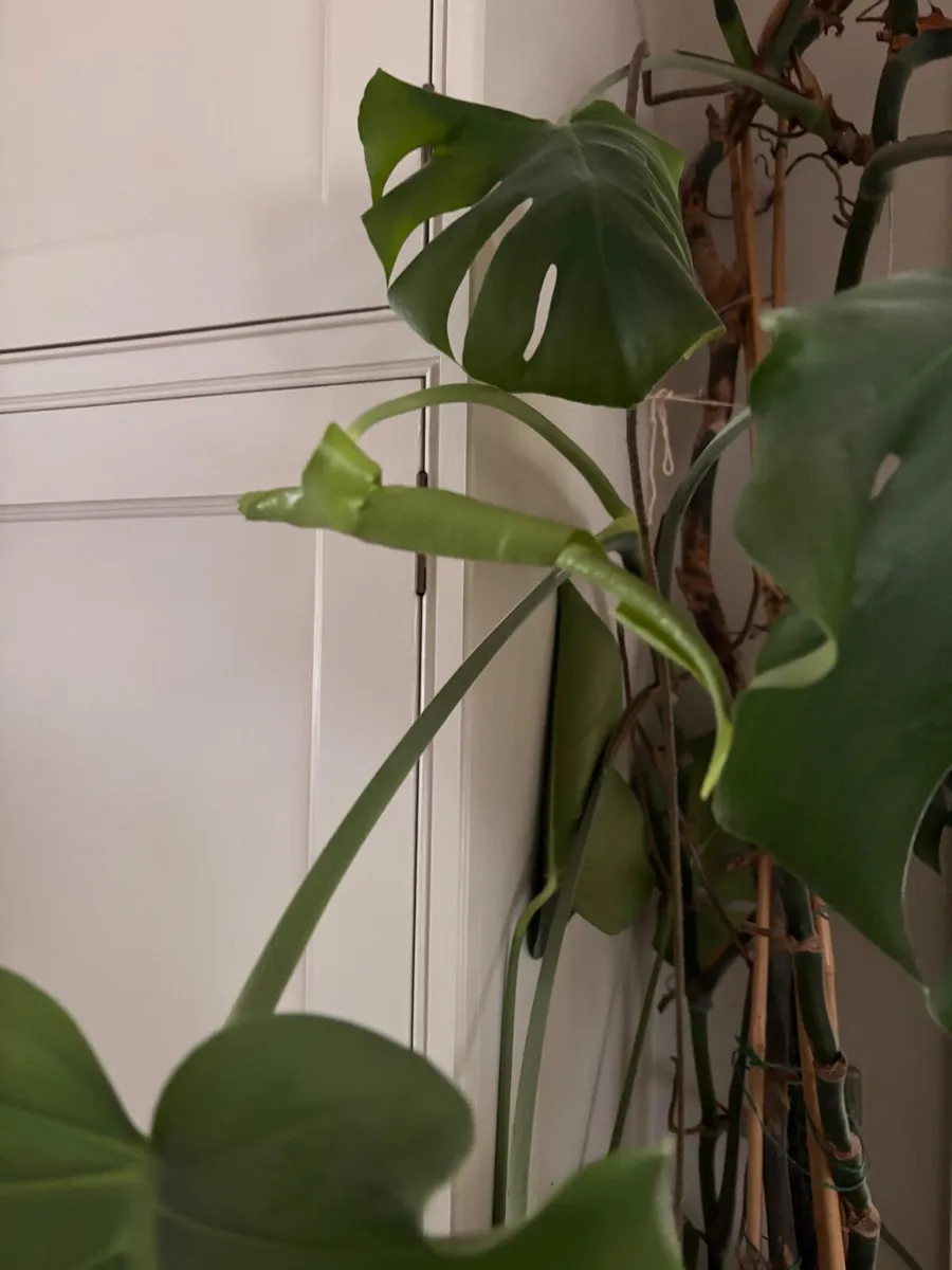 Monstera House plant - Image 1