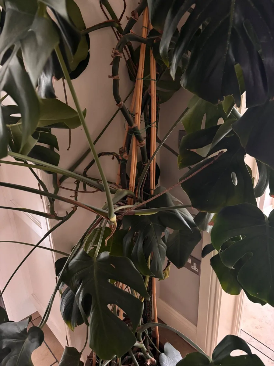 Monstera House plant - Image 3