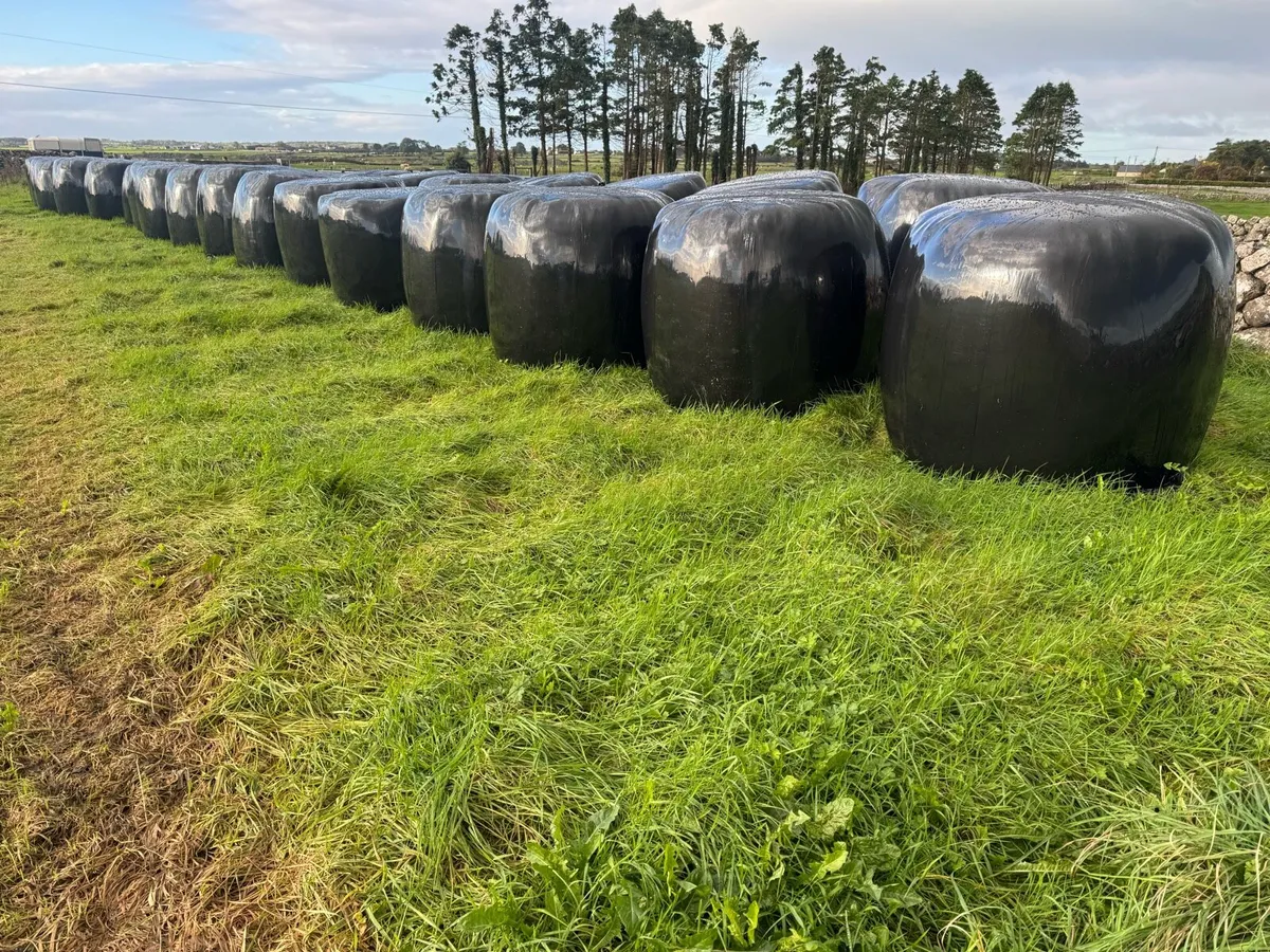 Round Bales Silage - Image 2