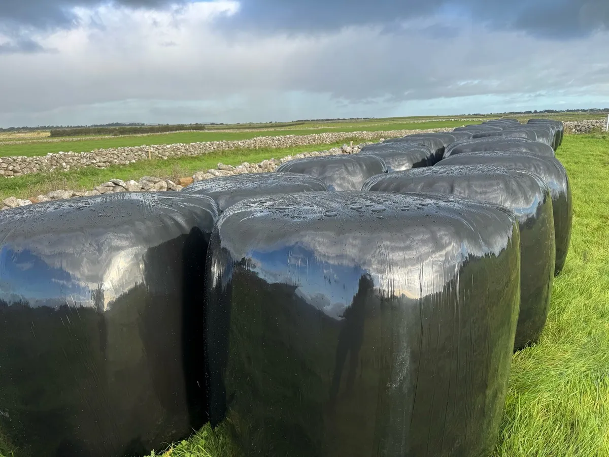 Round Bales Silage - Image 3