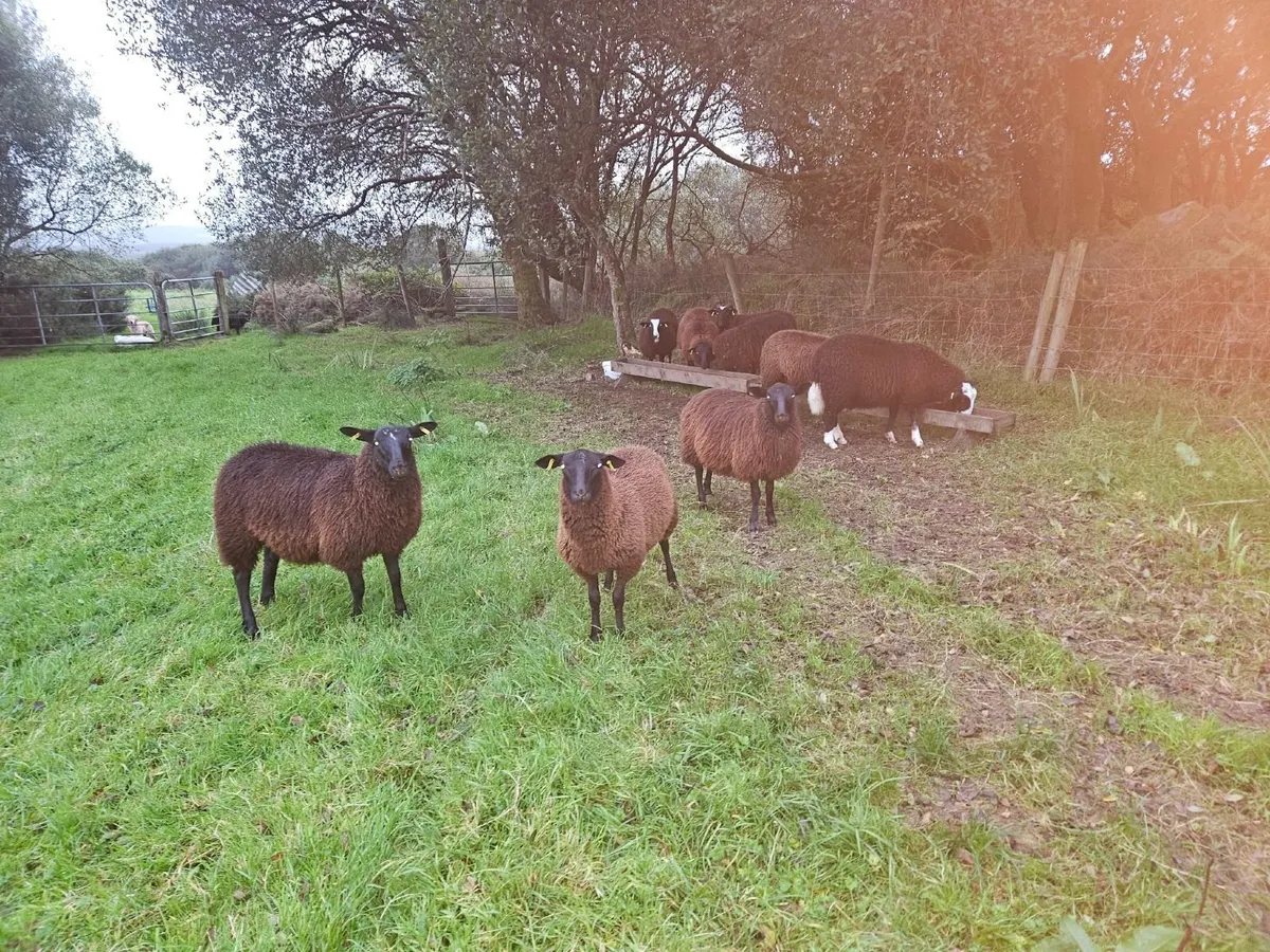Ewe lambs off Scotch and Zwartble sheep - Image 1