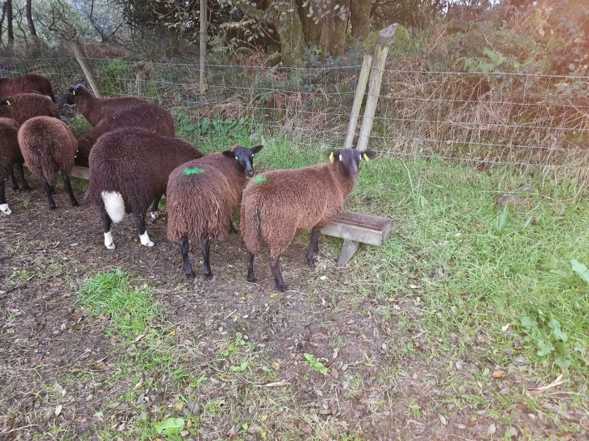 Ewe lambs off Scotch and Zwartble sheep - Image 2