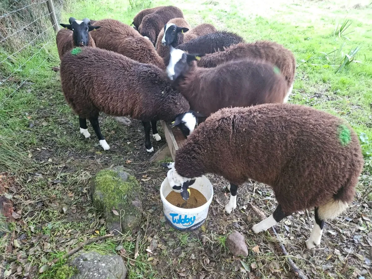 Ewe lambs off Scotch and Zwartble sheep - Image 3