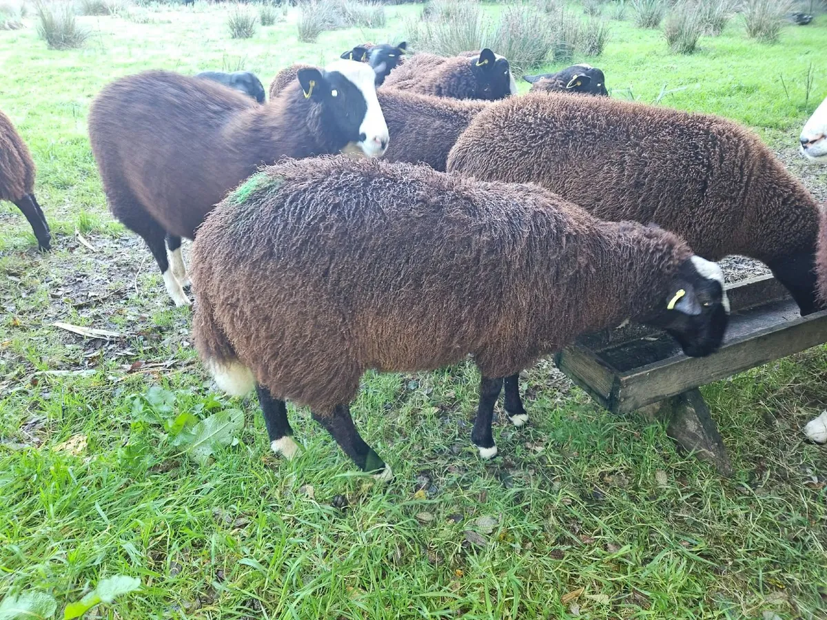 Ewe lambs off Scotch and Zwartble sheep - Image 4