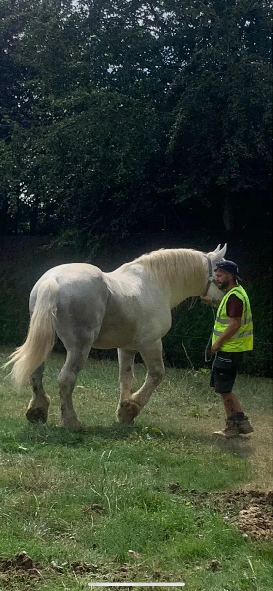French Percheron stallion - Image 2
