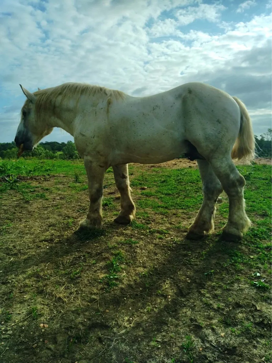 French Percheron stallion - Image 3