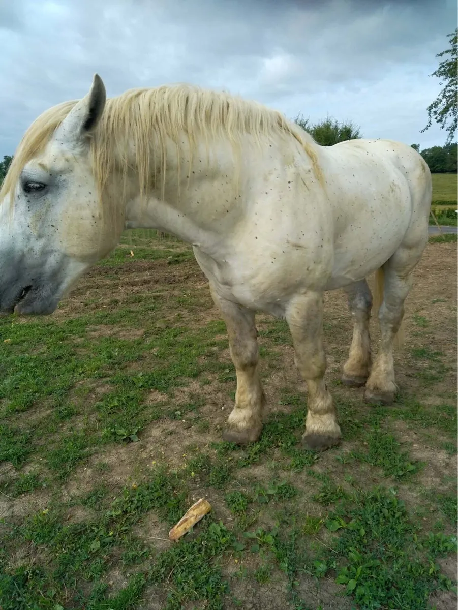 French Percheron stallion - Image 4