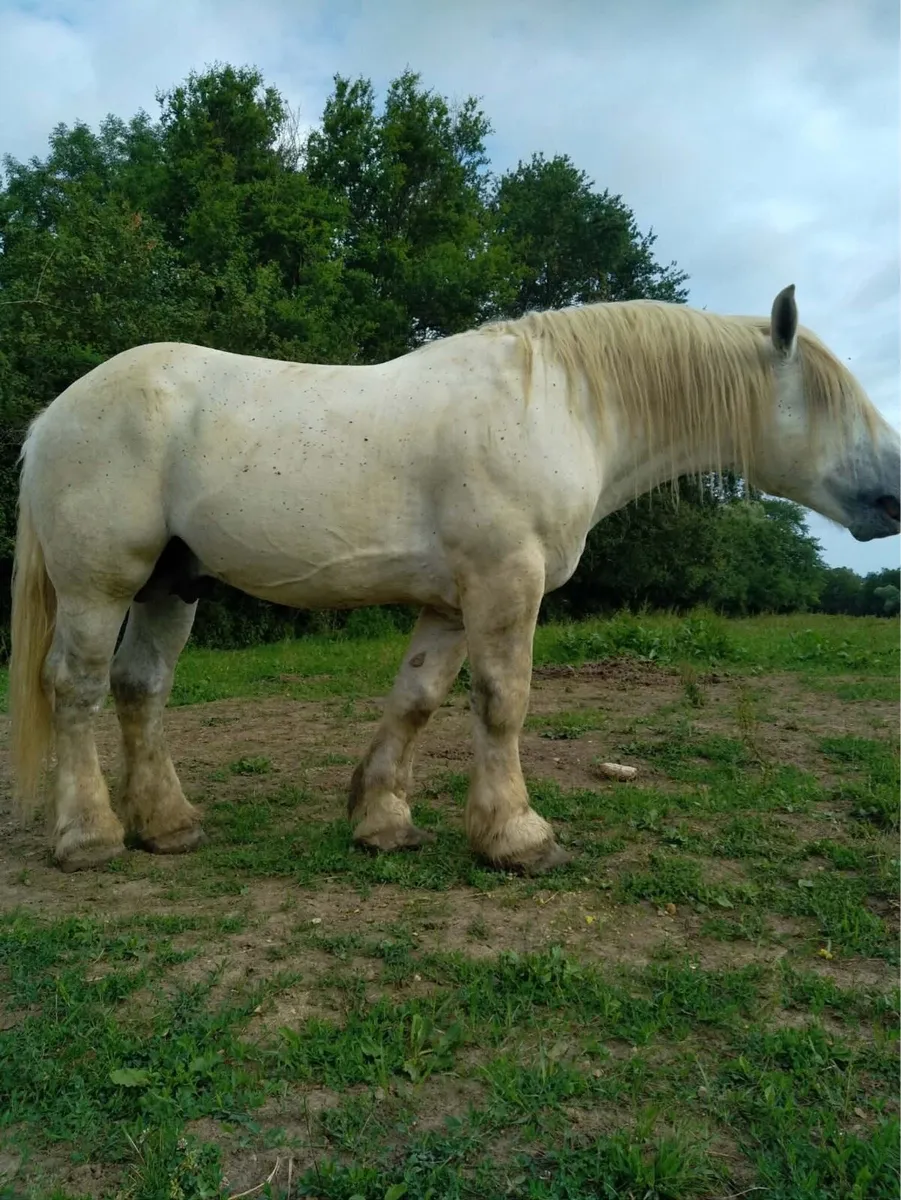 French Percheron stallion - Image 1