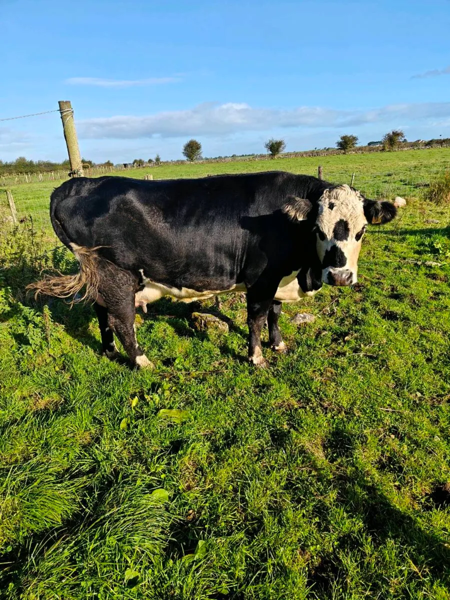 Foster cow - Image 1
