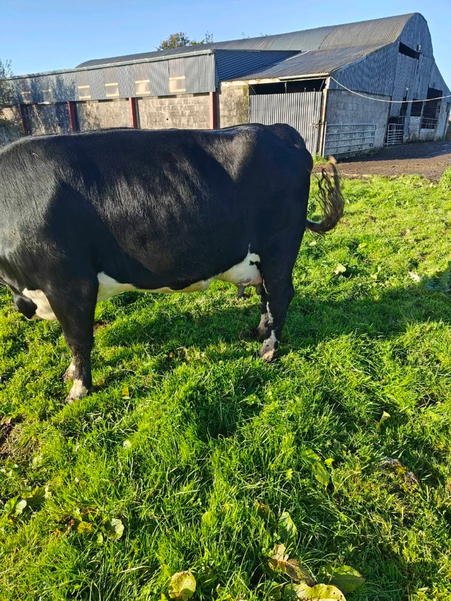 Foster cow - Image 2