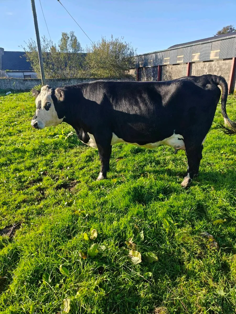 Foster cow - Image 3