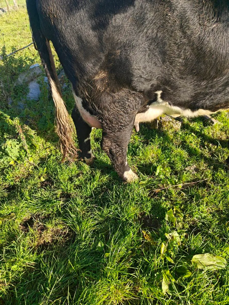 Foster cow - Image 4