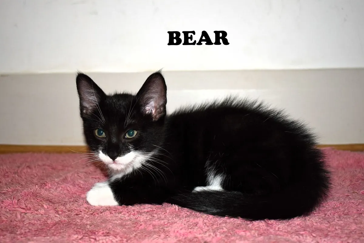 🐾 Family-Raised Indoor Kittens 🐾 - Image 2
