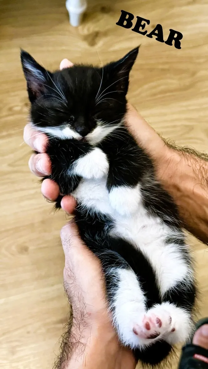 🐾 Family-Raised Indoor Kittens 🐾 - Image 1