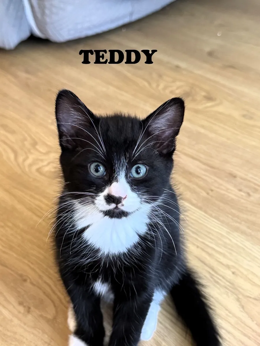 🐾 Family-Raised Indoor Kittens 🐾 - Image 3