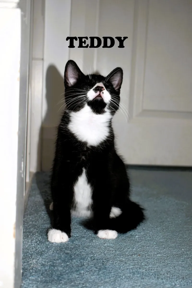 🐾 Family-Raised Indoor Kittens 🐾 - Image 4