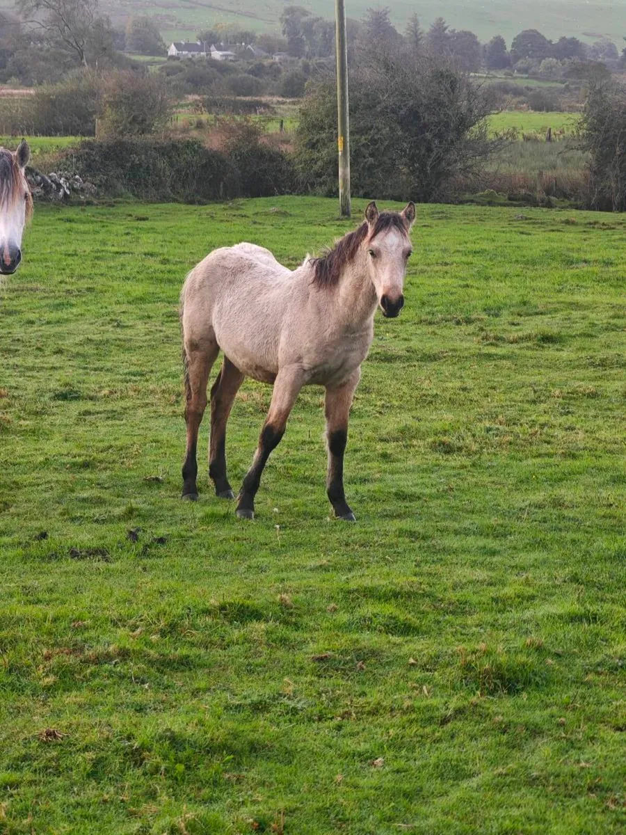 Connemara colt foals - Image 1
