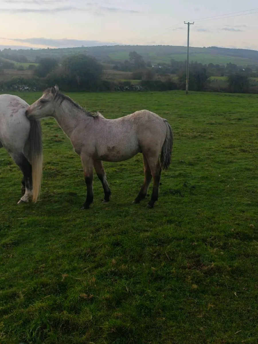 Connemara colt foals - Image 2