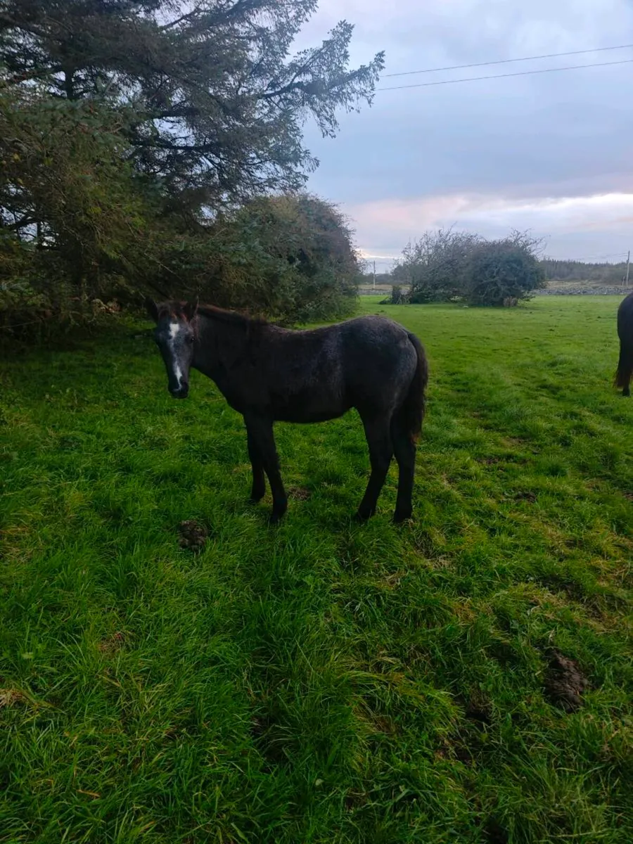 Connemara colt foals - Image 3