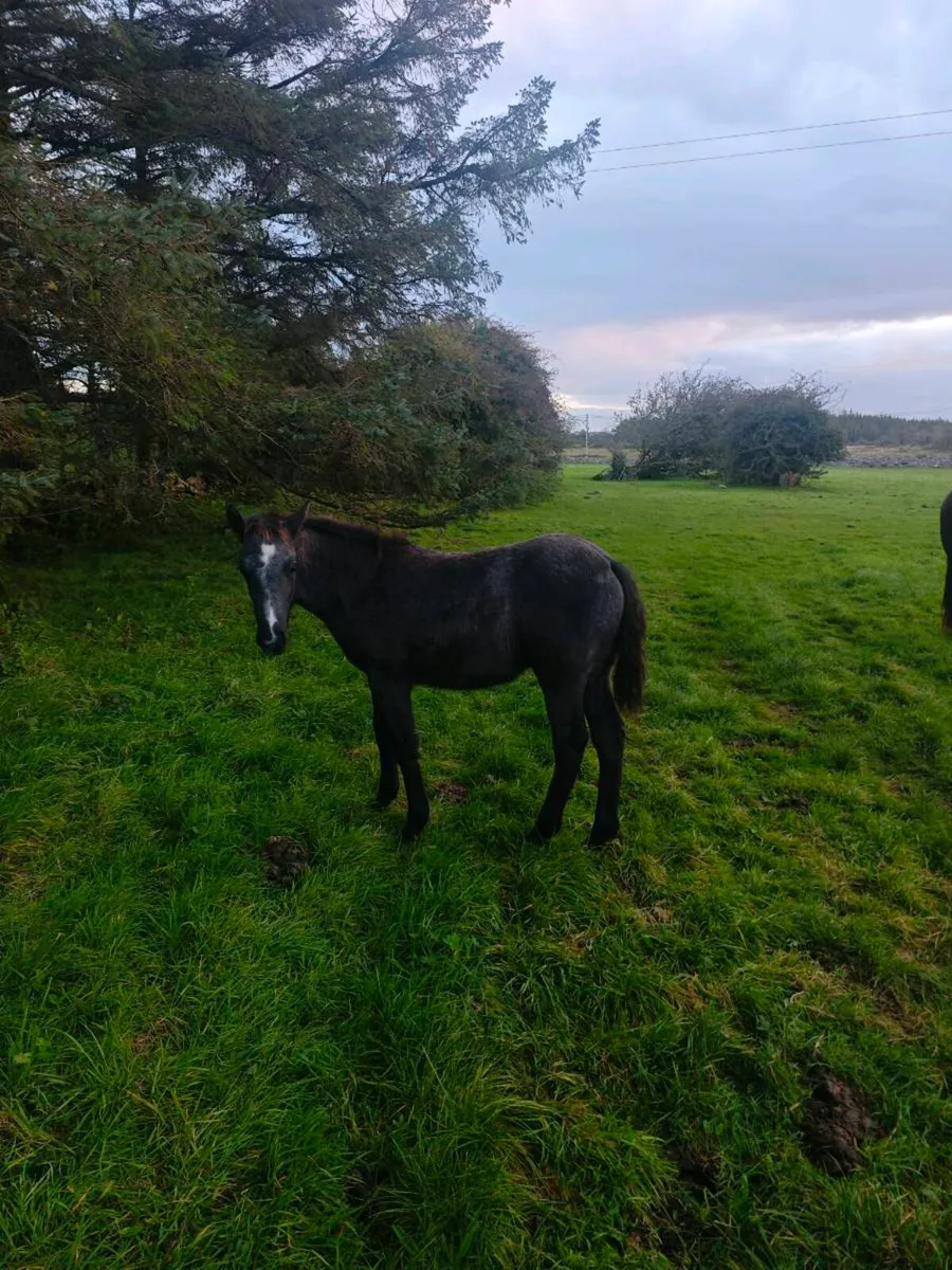 Connemara colt foals - Image 4