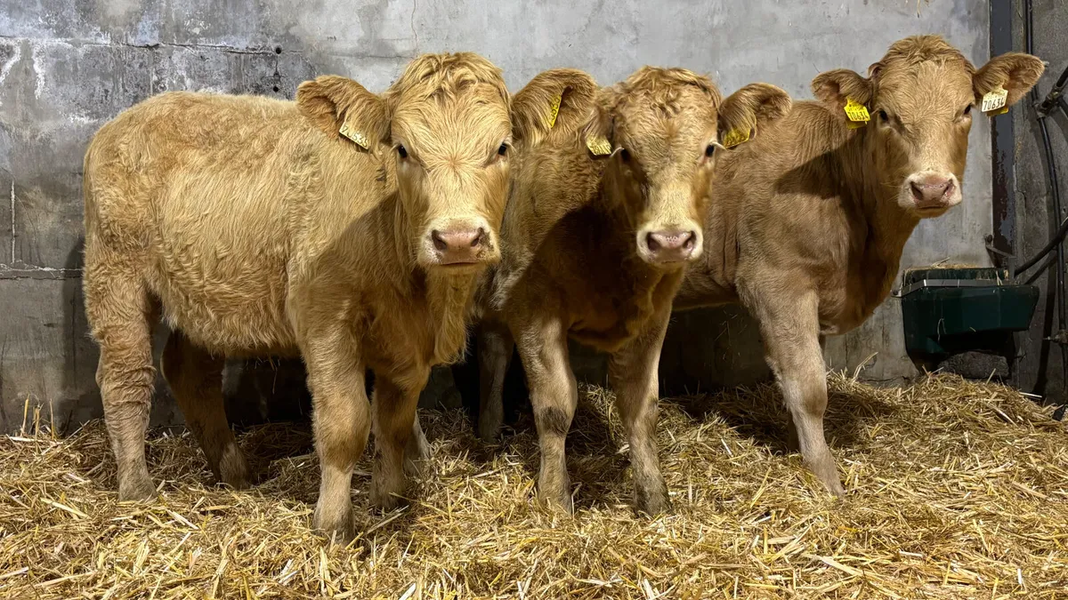 3 Golden Charolais Heifer Wealings - Image 1