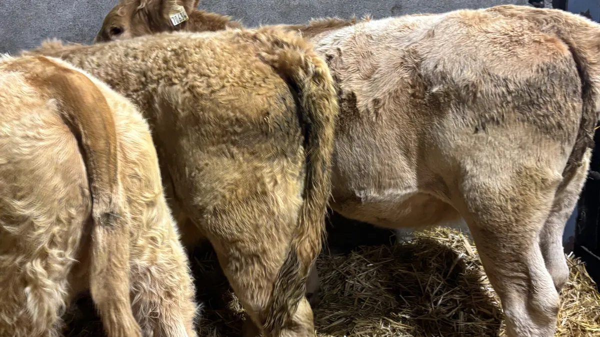 3 Golden Charolais Heifer Wealings - Image 4