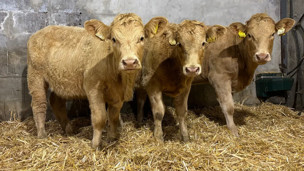 3 Golden Charolais Heifer Wealings - Image 3