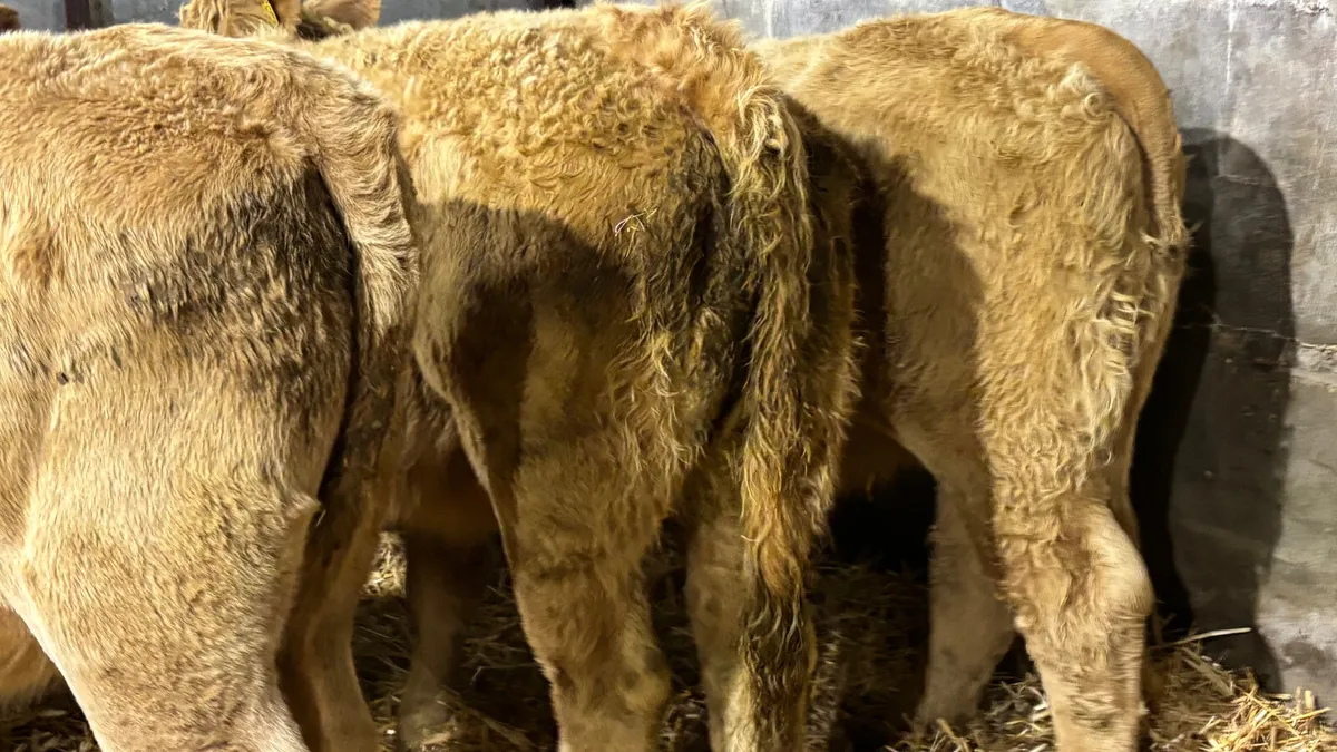 3 Golden Charolais Heifer Wealings - Image 2