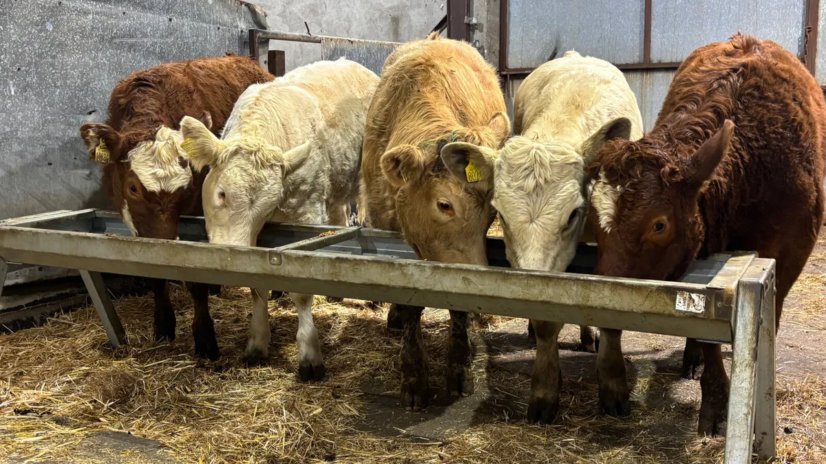 5 Quality CH/LM Heifer Wealings - Image 3
