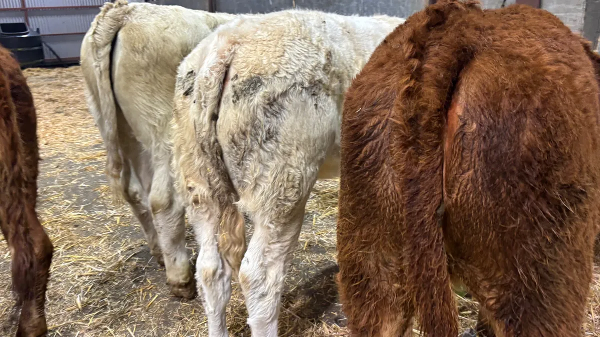 5 Quality CH/LM Heifer Wealings - Image 2