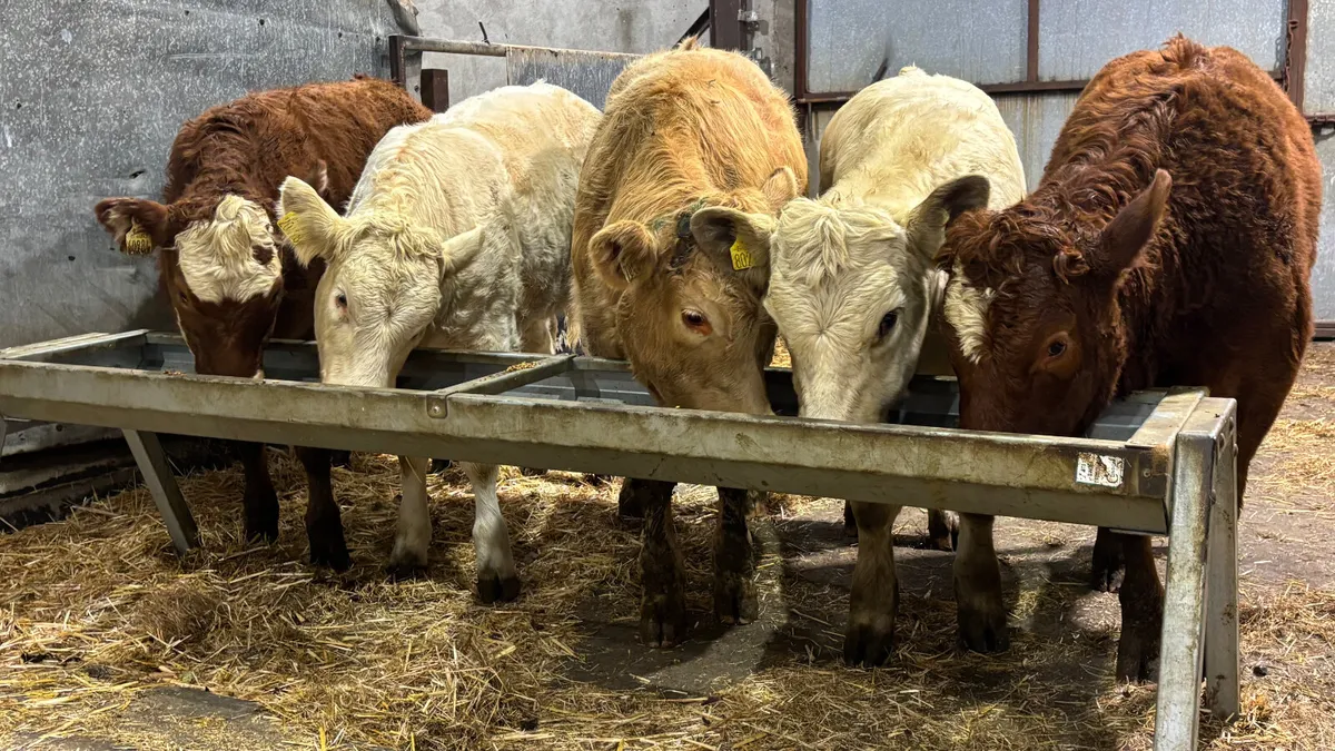 5 Quality CH/LM Heifer Wealings - Image 1