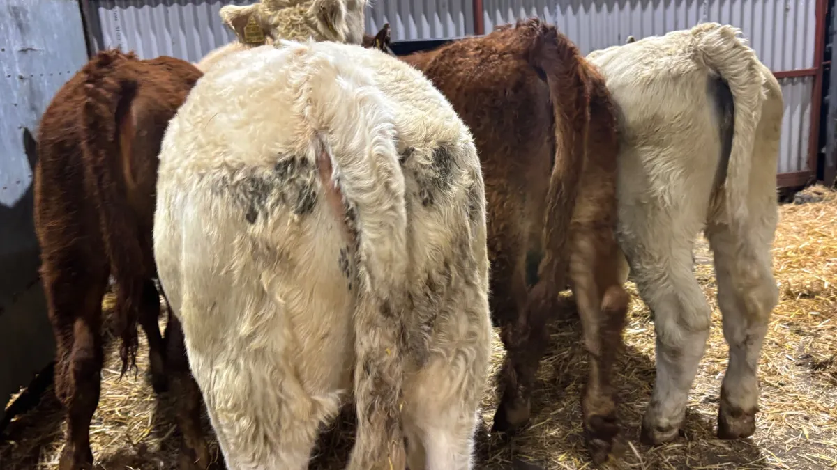 5 Quality CH/LM Heifer Wealings - Image 4
