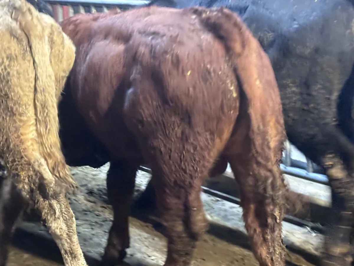 8 bull Weanlings for sale@€1060 - Image 3