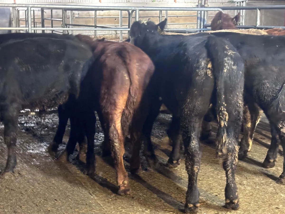 8 bull Weanlings for sale@€1060 - Image 4