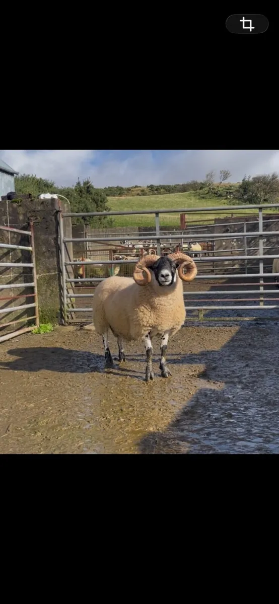 Lanark Shearlings - Image 1