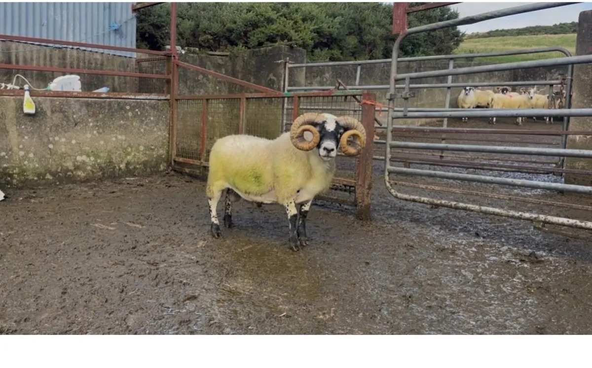 Lanark Shearlings - Image 2