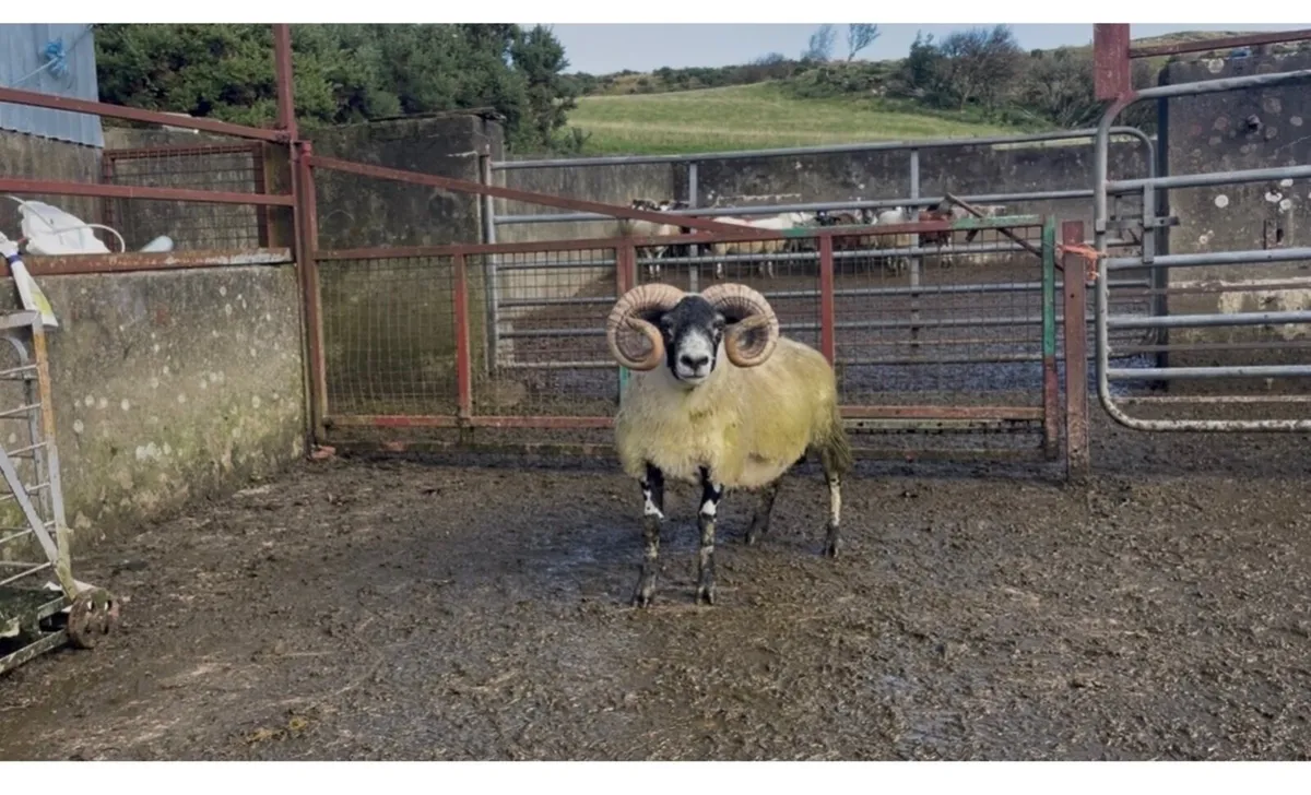 Lanark Shearlings - Image 3