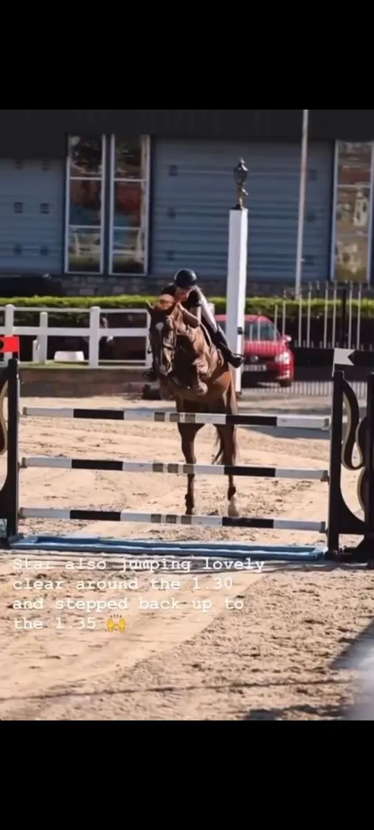 16.1 showjumper - Image 2
