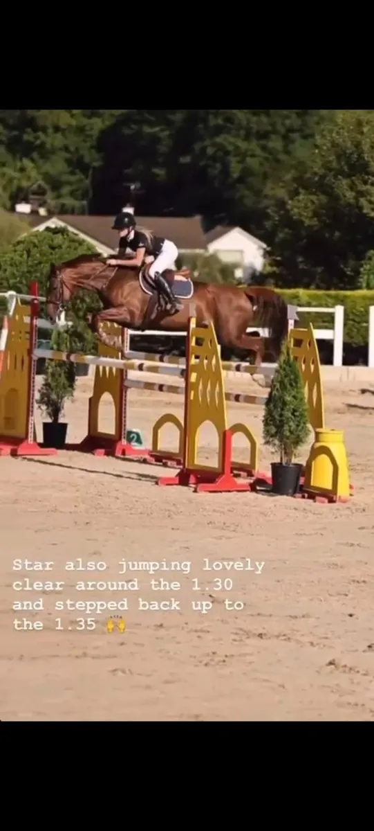 16.1 showjumper - Image 3