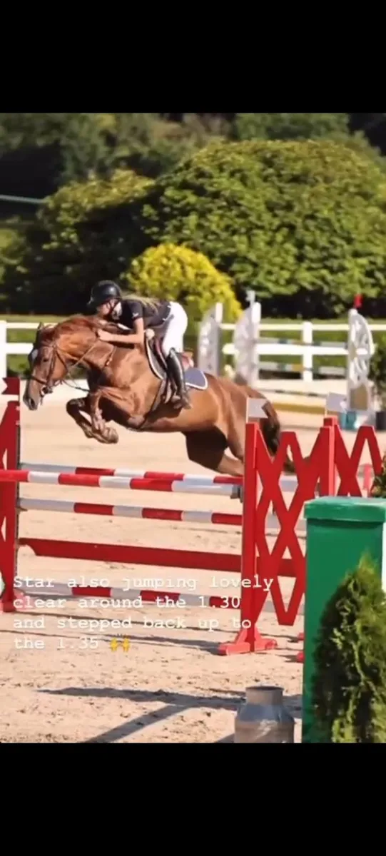 16.1 showjumper - Image 4