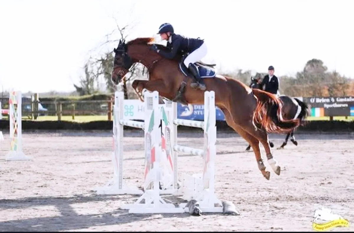 16.1 showjumper - Image 1