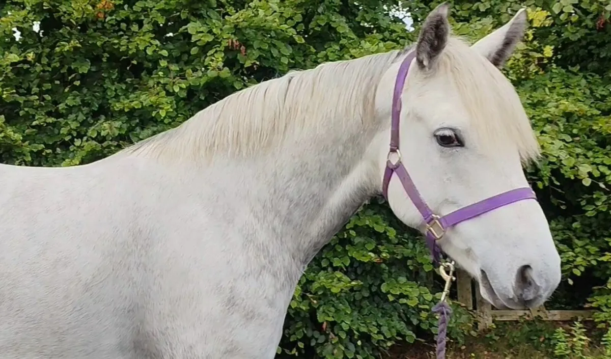 Two super Connemara gelding and mare - Image 3