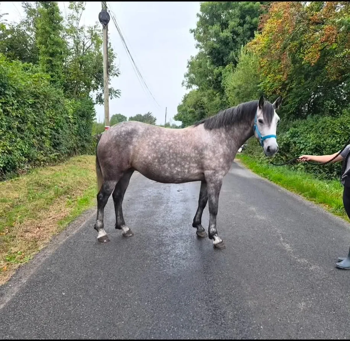 Two super Connemara gelding and mare - Image 4