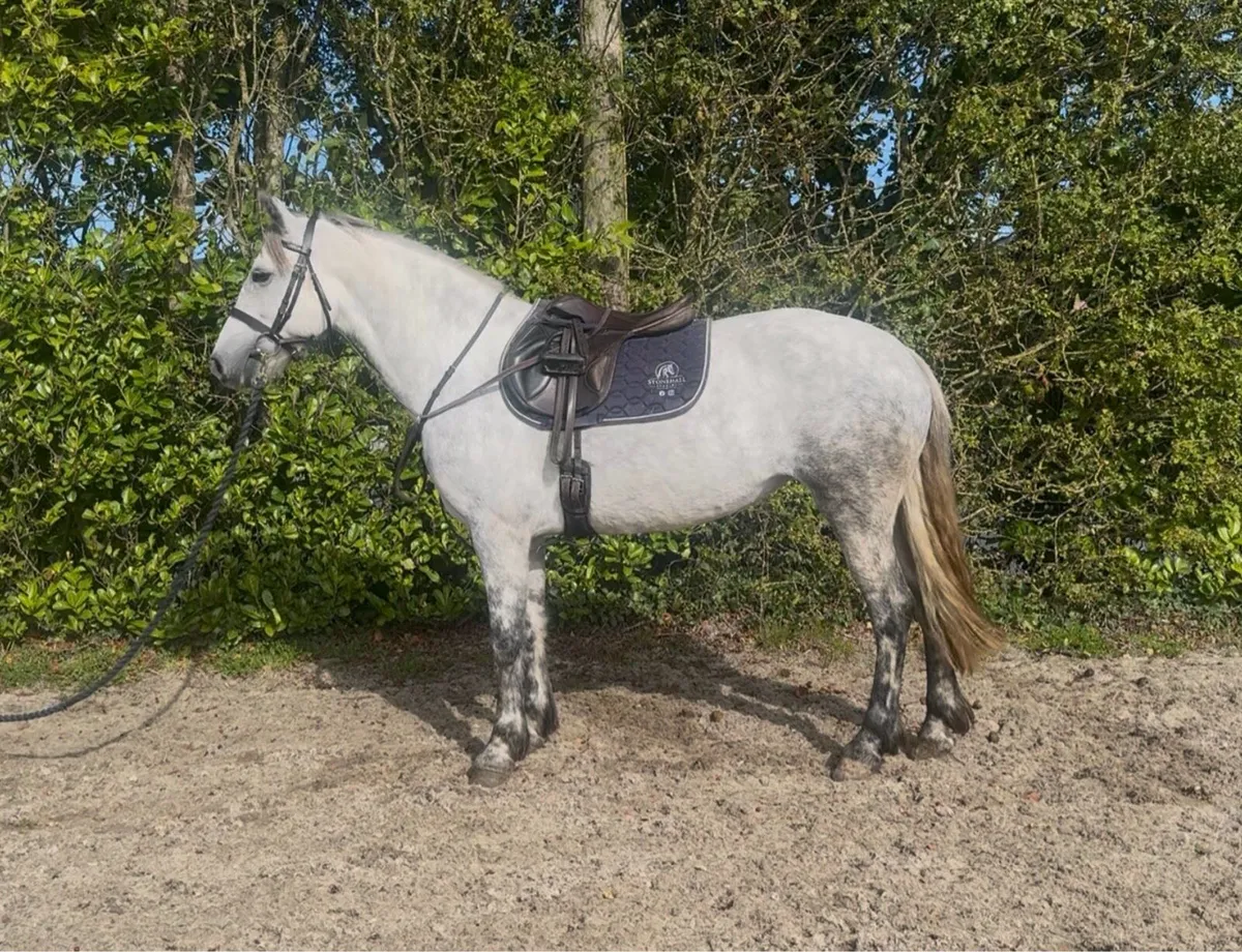 3 Connemara Ponies - Image 2