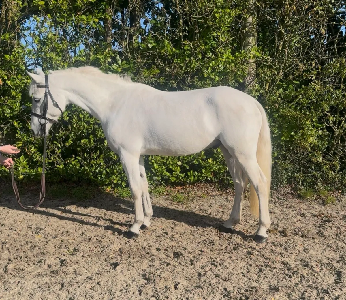 3 Connemara Ponies - Image 1