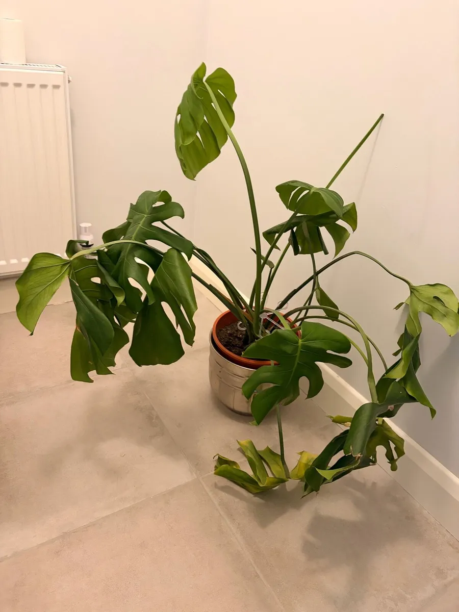 Monstera plant