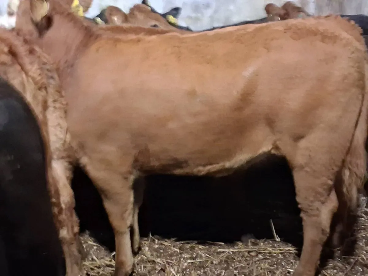 8 Quality Limousin Weanling Heifers - Image 3
