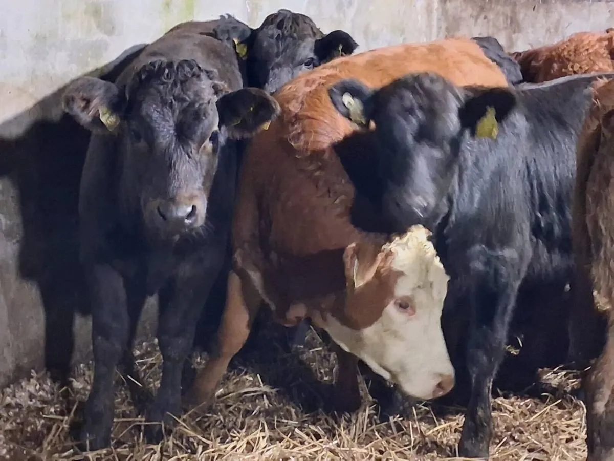 8 Quality Limousin Weanling Heifers - Image 4