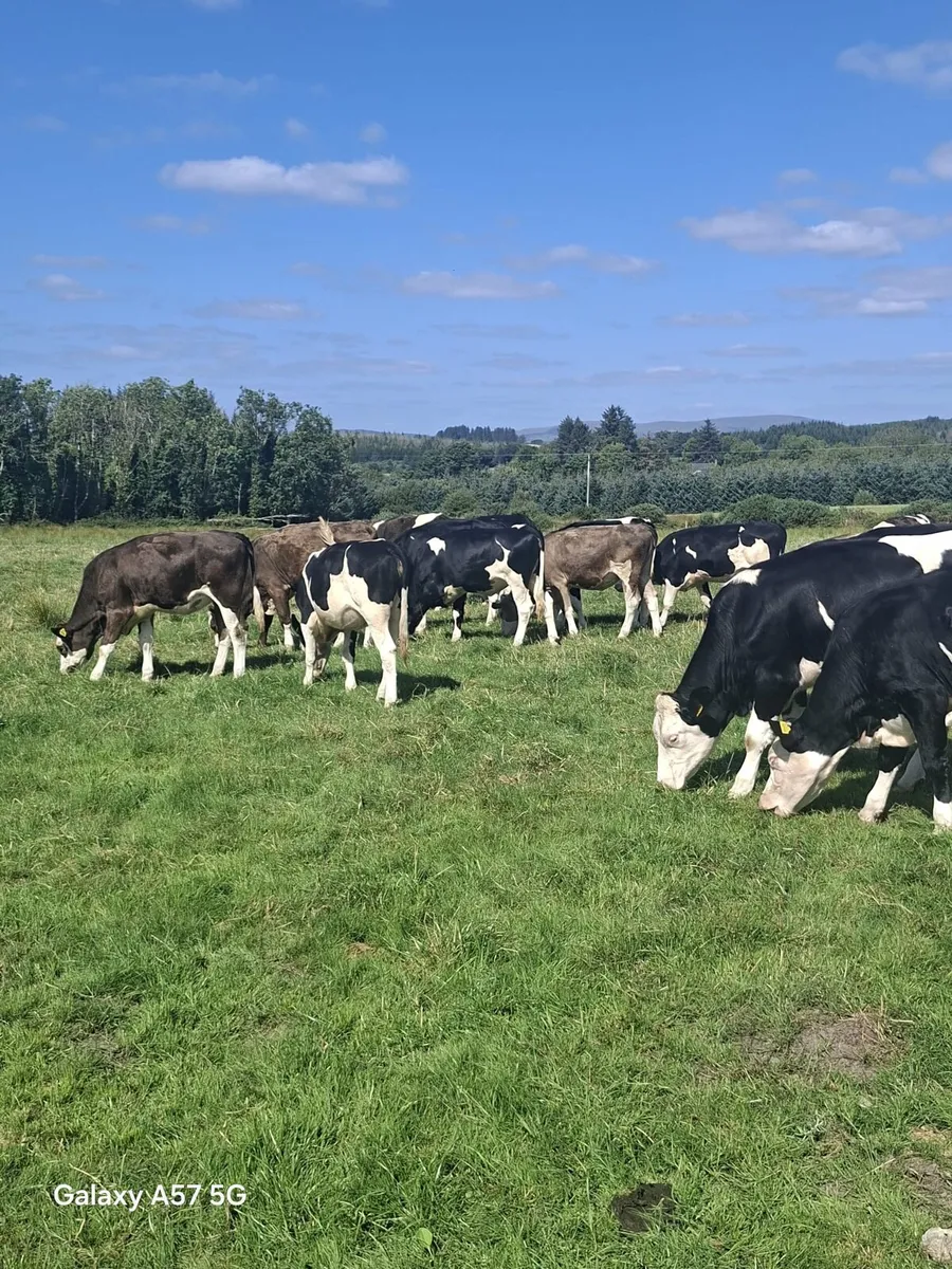 Bulling heifers - Image 1